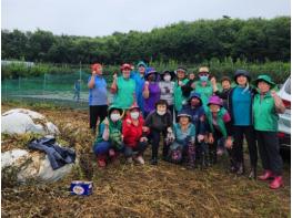 포천시 내촌면 남녀 새마을지도자협의회, 사랑의 배추심기 실시 기사 이미지