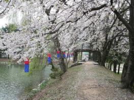 벚꽃 명소, 가평 옛 중앙내수면연구소 개방 기사 이미지